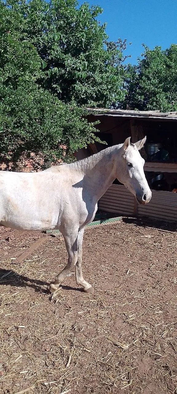 Vendo mangalarga paulista  - Foto 3