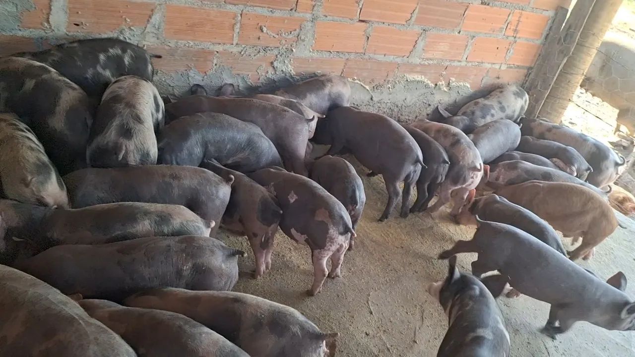Leitoada pietrã  - Foto 5