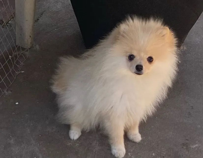 Spitz alemão 