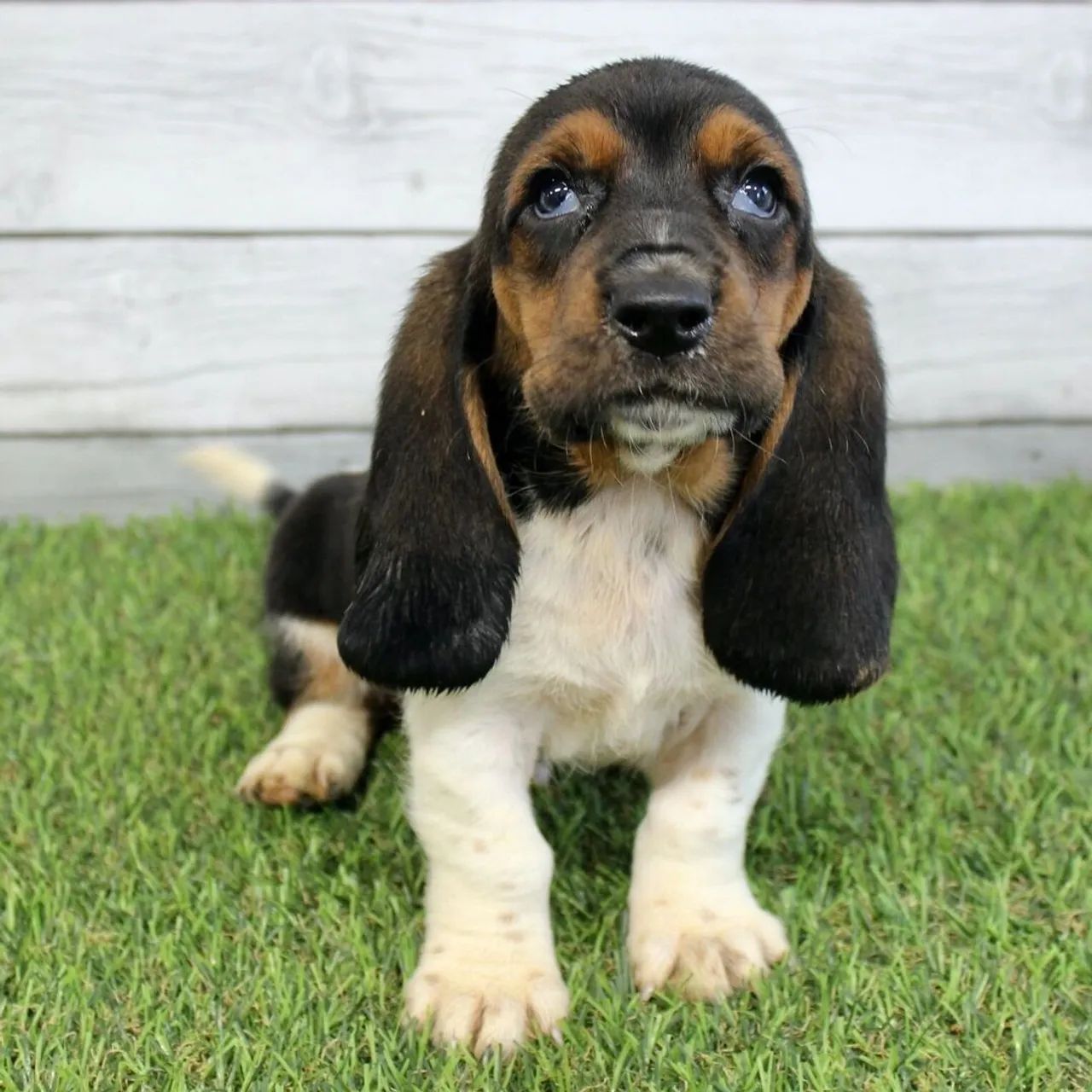 Basset Hound/ O parceiro ideal 