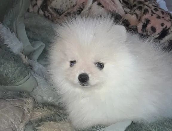 Spitz Alemão  - Foto 4