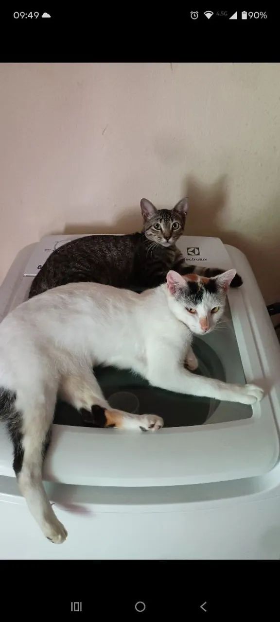 Gato adoção responsável  - Foto 4
