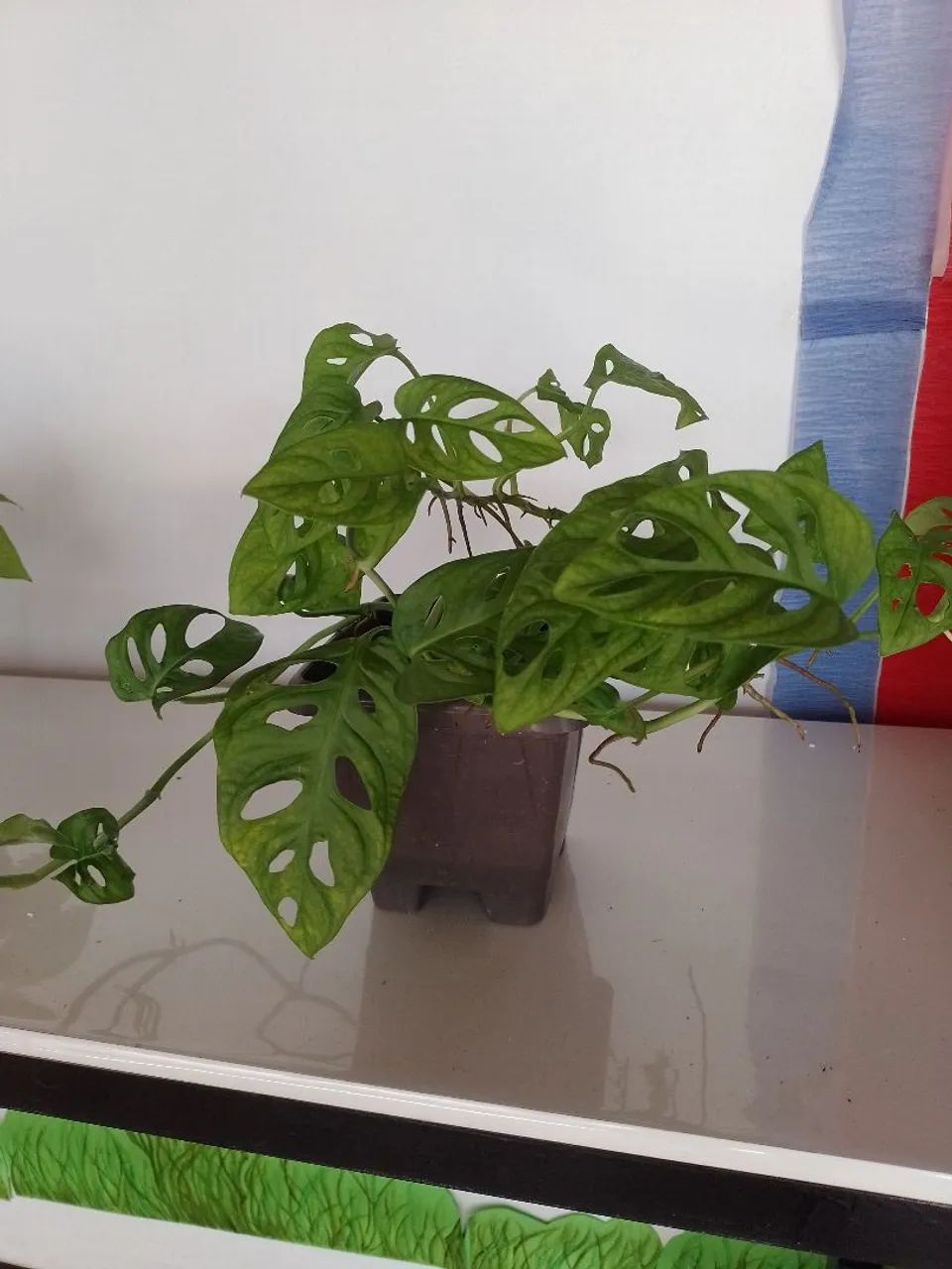 Plantas  - Foto 3