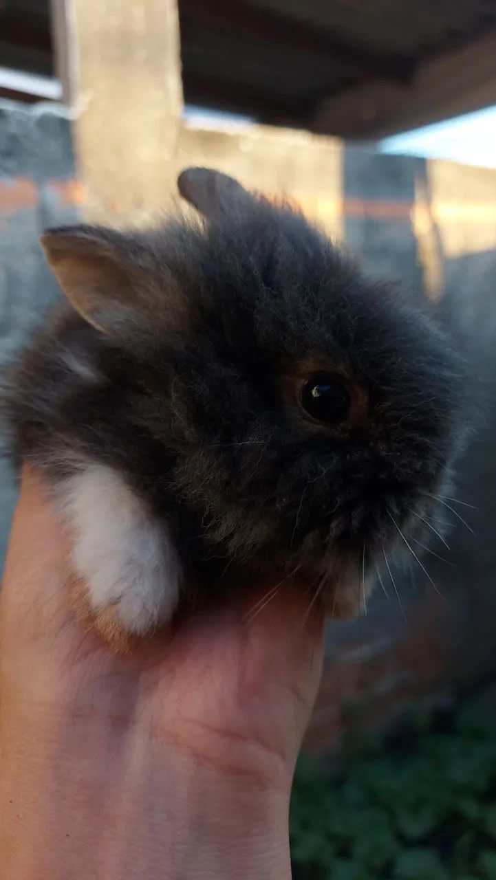 Filhotes Mini Lionhead em Curitiba preço especial por tempo limitado - Foto 5