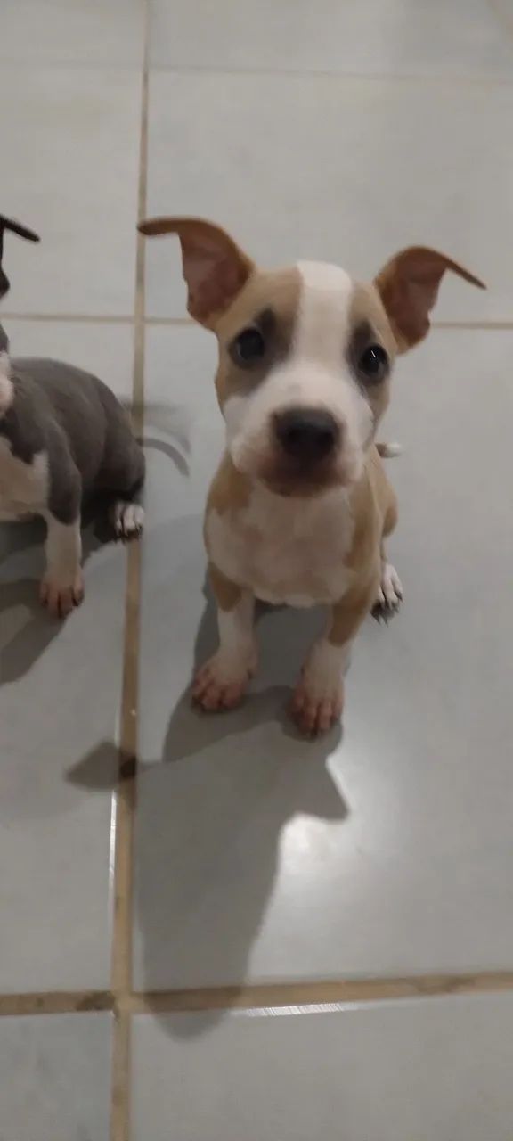 Pit Bull  - Foto 5