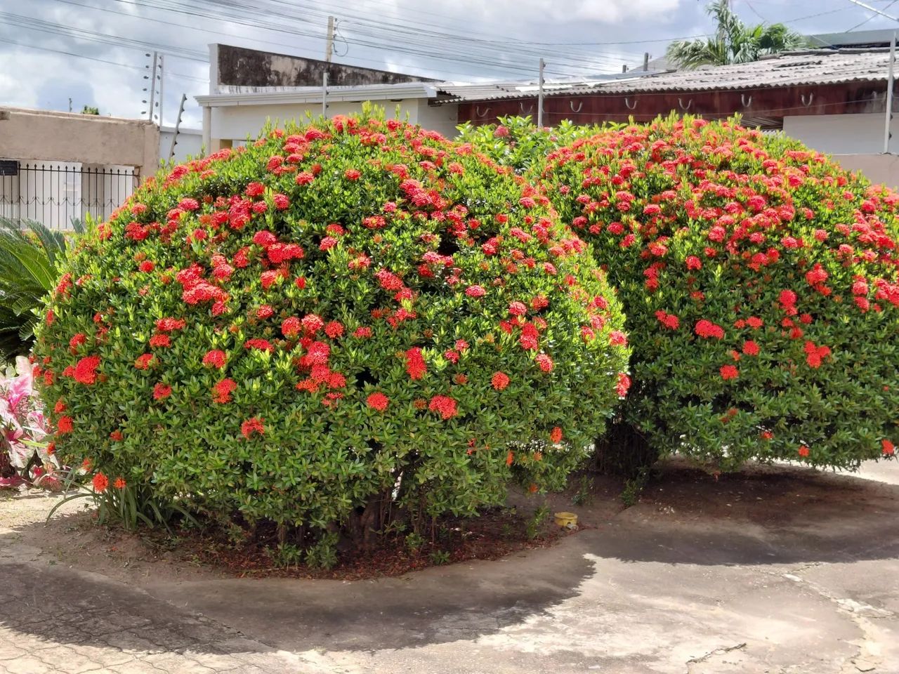 Serviço com roçadeira - Foto 4