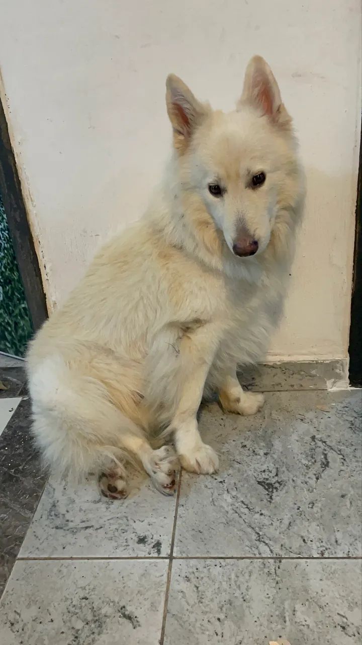Pastor suíço para cruzar