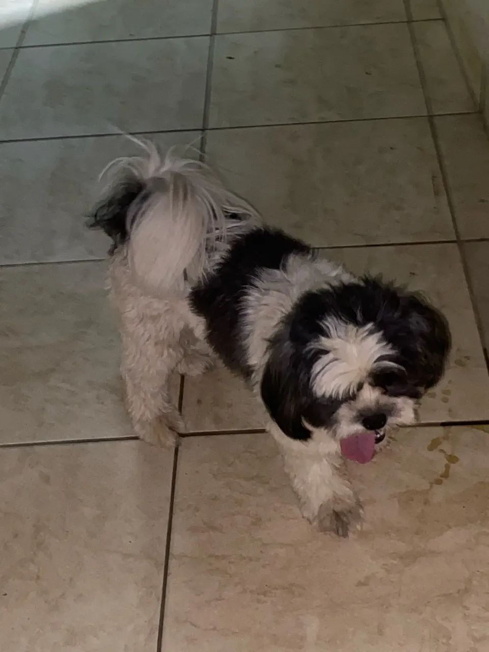 Cachorro - Foto 3