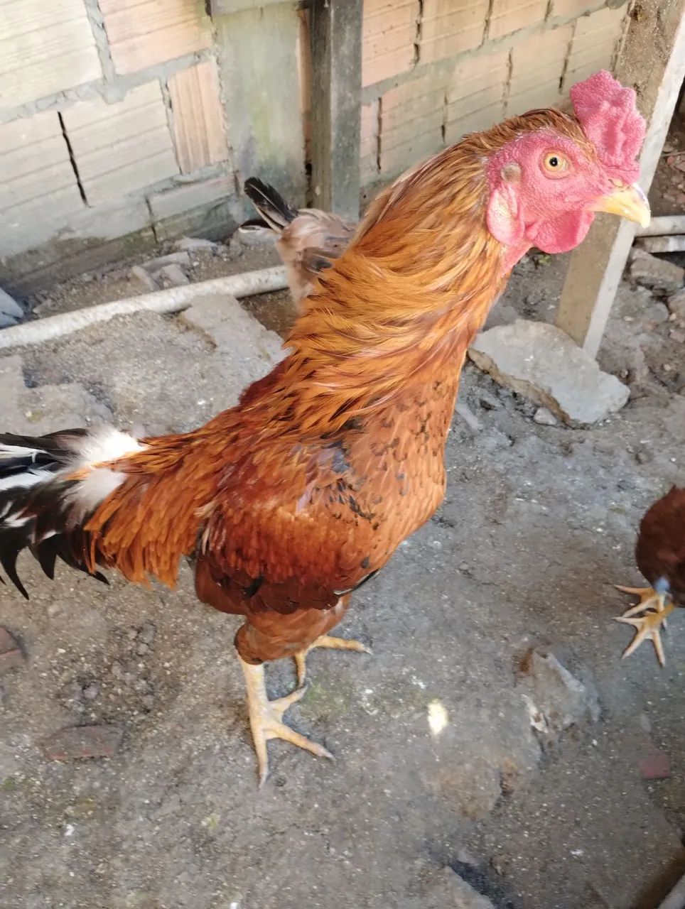 Vendo dois galos e um casal de pato 