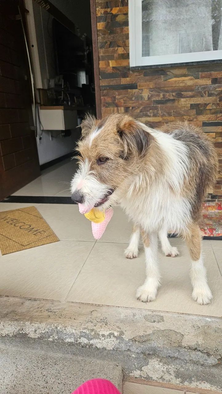 Cachorro p doação  - Foto 4