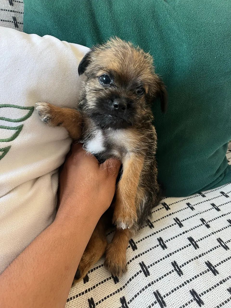 Cachorros  - Foto 4