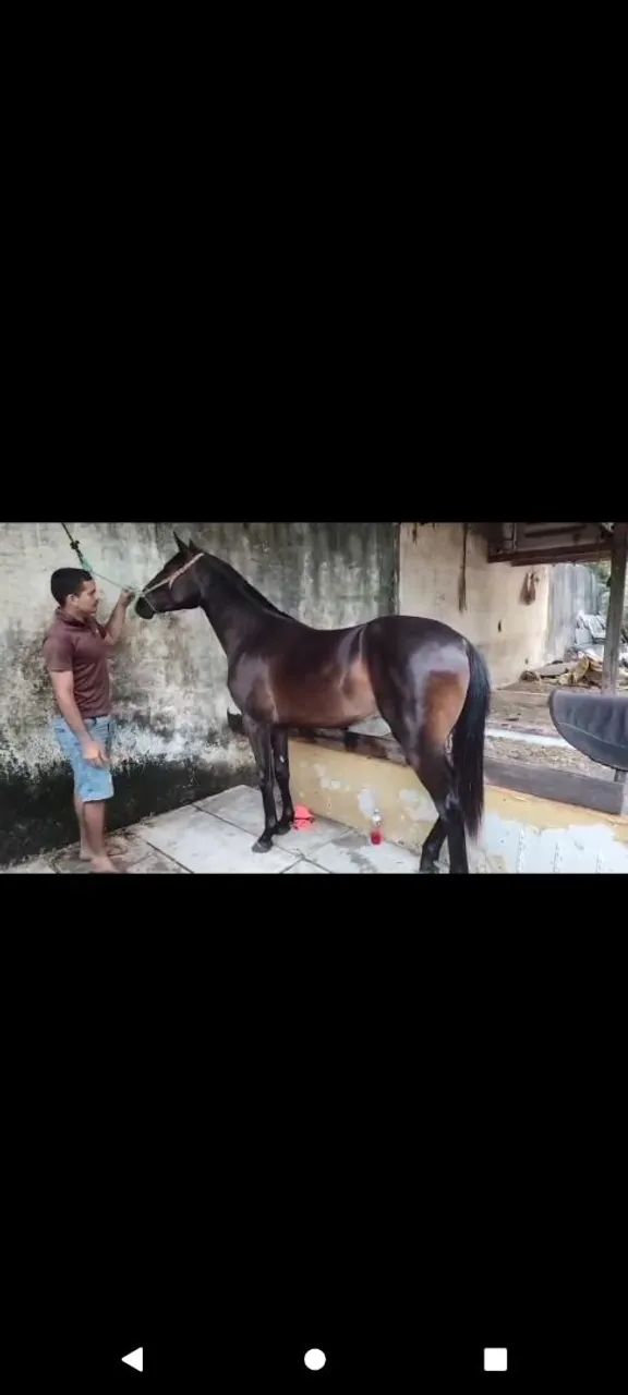 Potro quarto de milha 