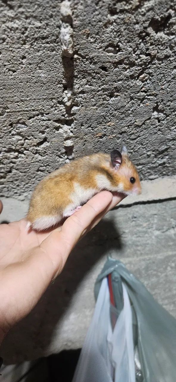 Hamsters sírios disponíveis. ?