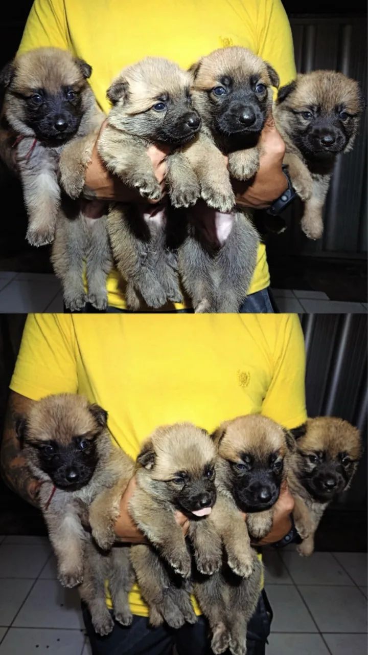 Filhotes pastor belga malinois 