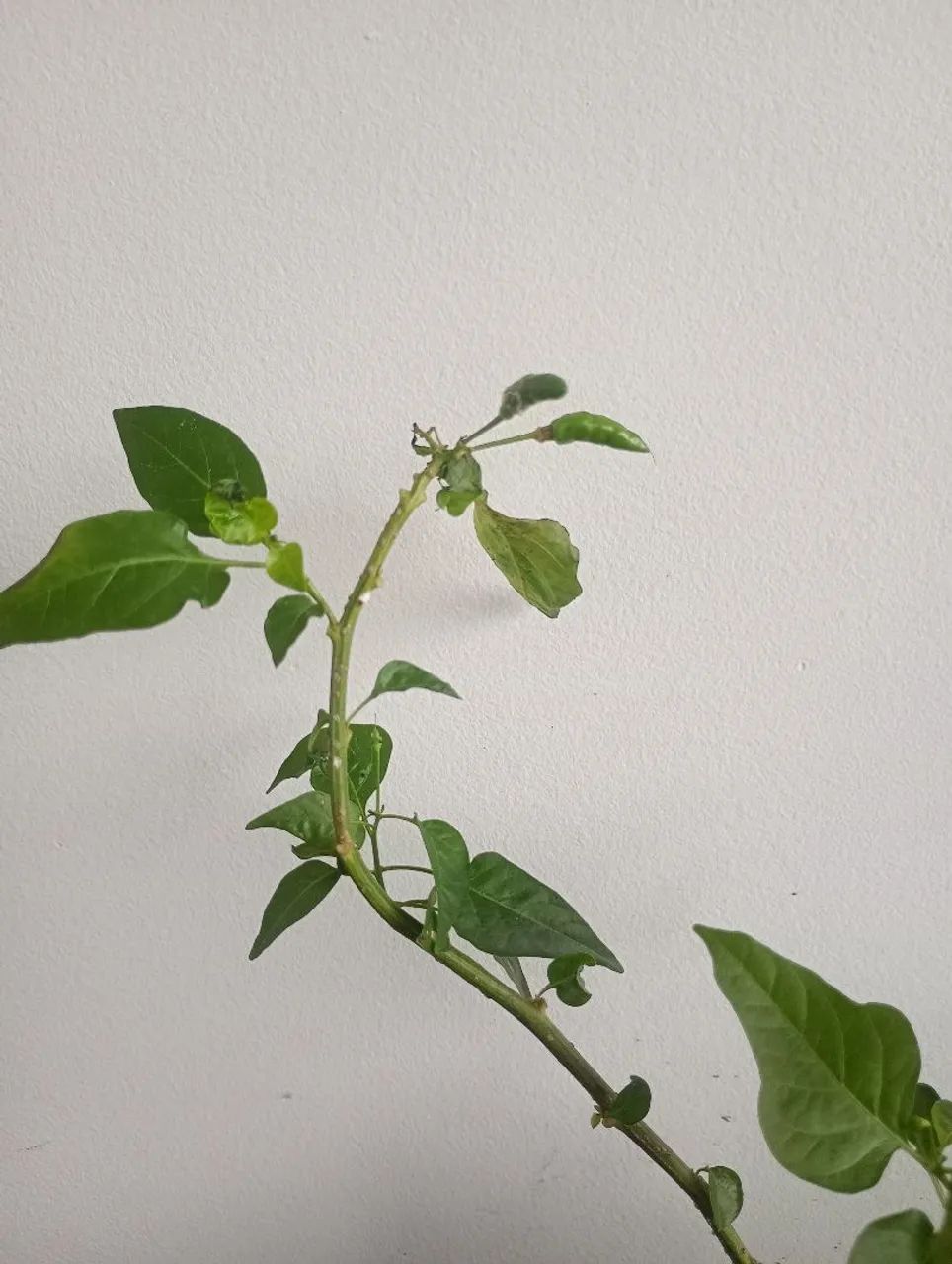 Muda de Pimenta malagueta 