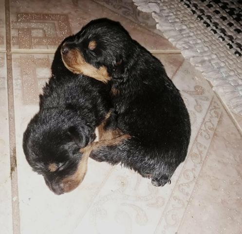 Filhotes de rottweiller (reserve o seu) - Foto 4