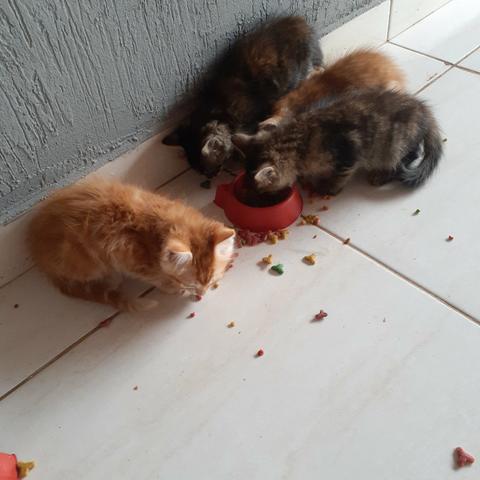 Gatos para doação