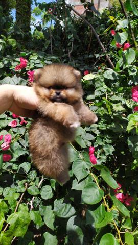 Filhote spitz alemão anão (Lulu da pomerania) - Foto 2