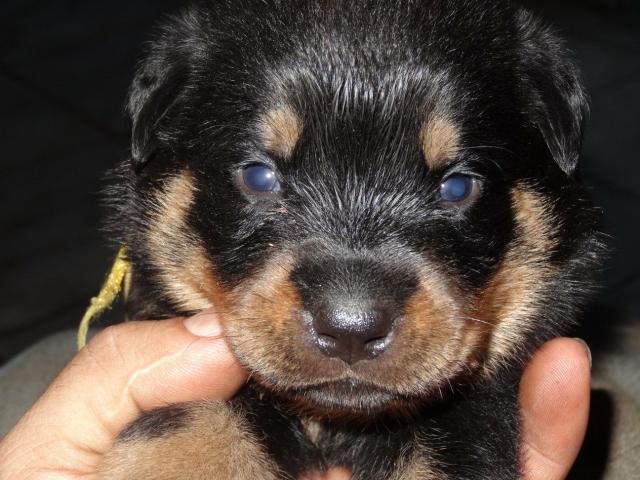 Vendo filhote de rottwailer