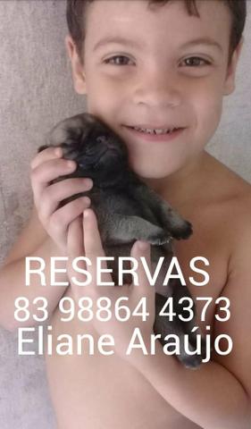 Pug filhotes - Foto 3