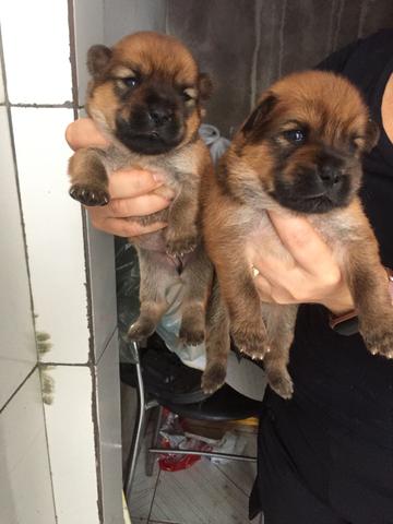 Vendo chow chow raça pura tem apenas 12 dias preço a negociar - Foto 4