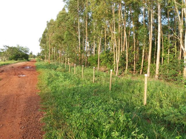 Chácara 5ha - Estrada da Gameleira (Ms 455) - Foto 2