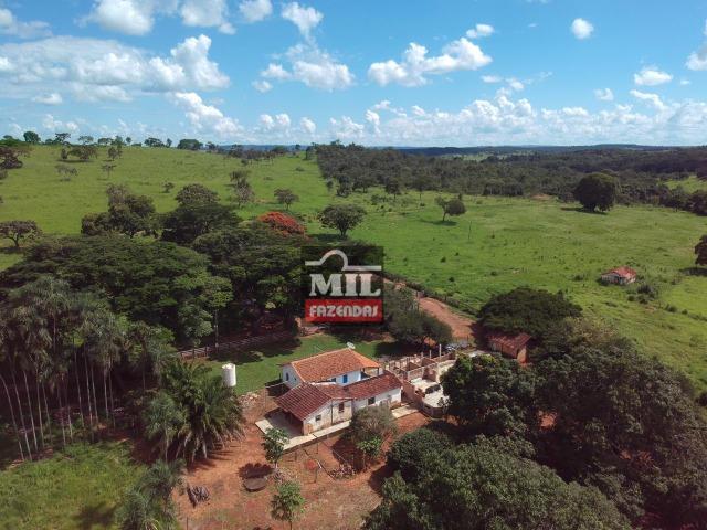 Fazenda 25 Alqueires ( 121ha) Hidrolândia-GO - Foto 3