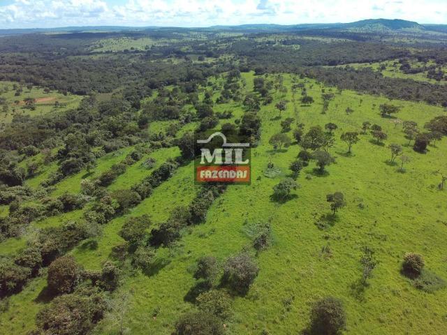 Fazenda 25 Alqueires ( 121ha) Hidrolândia-GO - Foto 12