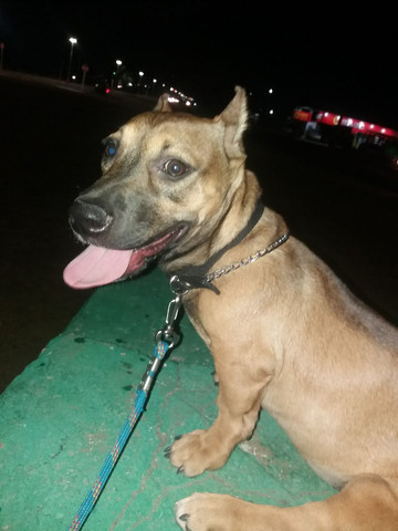 American bully com APBT - Foto 4