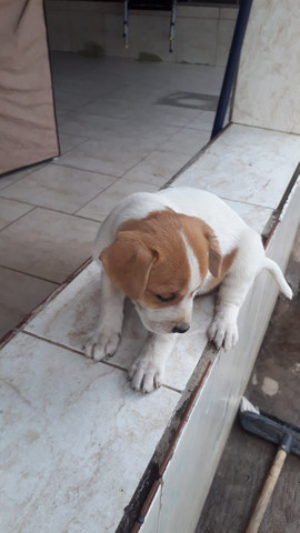 Cachorros macho porte Medio - Foto 4