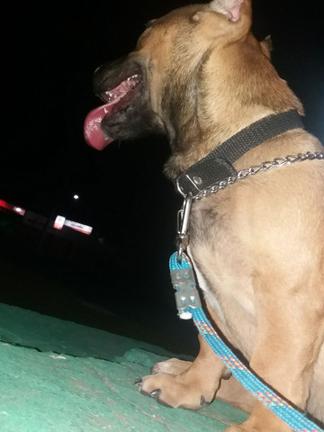 American bully com APBT - Foto 3