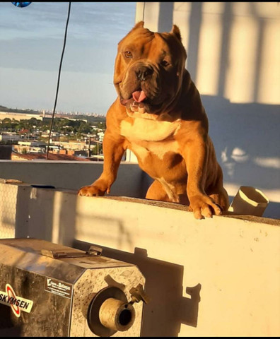 FILHOTES AMERICAN BULLY PEDIGREE - Foto 3