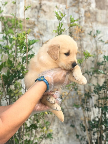 Golden Retriever filhotinhos