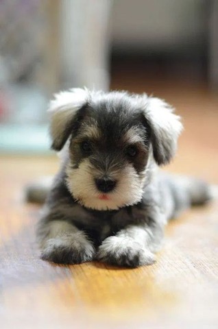 Machinho de Schnauzer!!!  - Foto 2