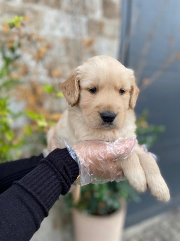 golden muito fofinho a pronta entrega, um pet de família - Cachorros e  acessórios - Pinheiros, São Paulo 1097949230