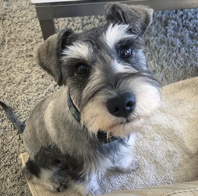 Machinho de Schnauzer!!!  - Foto 3