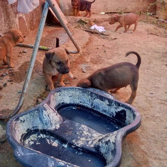 Doação 
