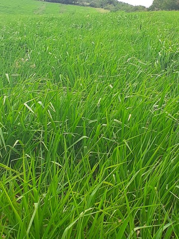Bolas de Feno Pré-Secado  - Foto 5