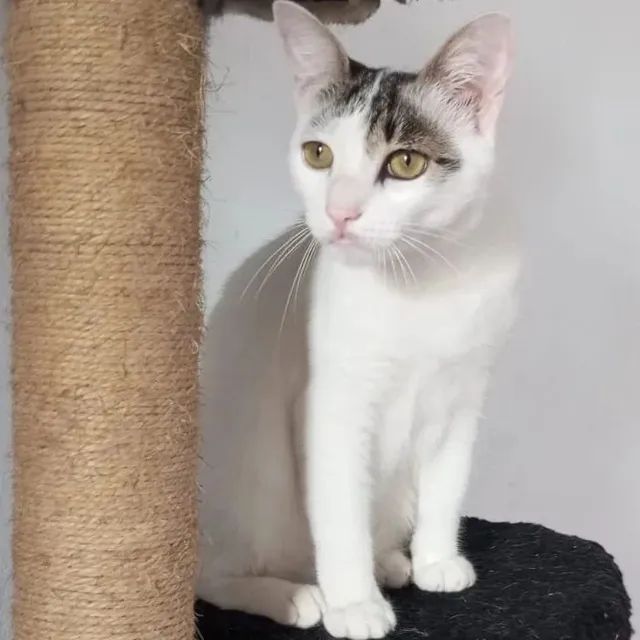 Doação adoção responsável linda gata branca castradinha 1 aninho  - Foto 4