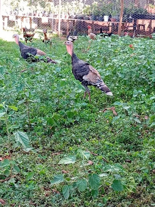 Perú macho - Foto 3