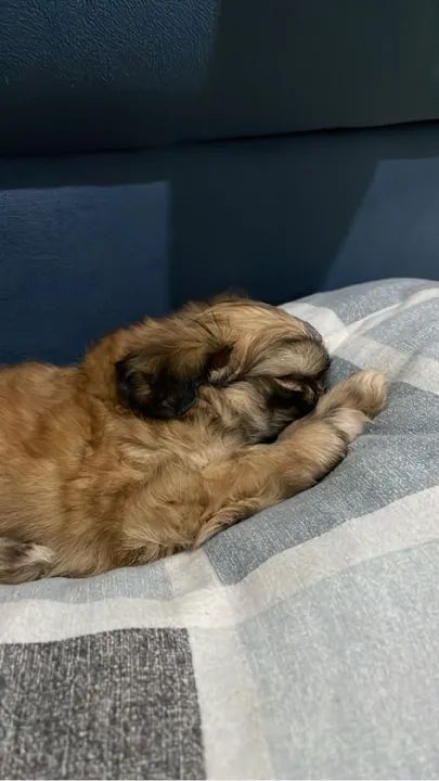 Filhote Shih Tzu