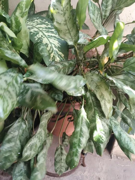 3 Mudas de Planta Zamioculcas - Foto 2