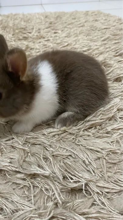 Coelhinha Mini Lions  - Foto 4