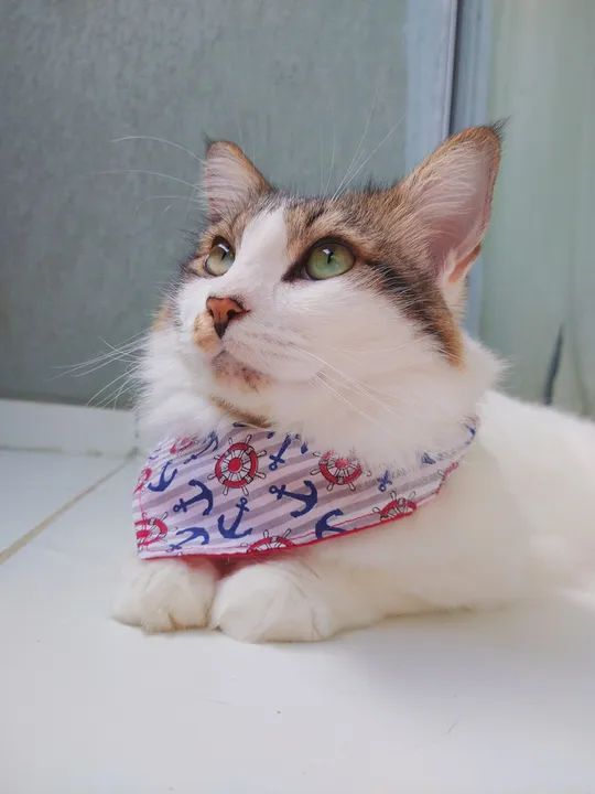 Bandanas e laços pet - Foto 3