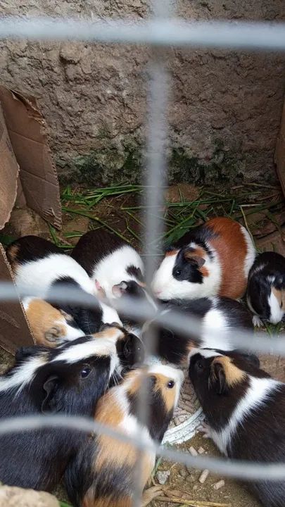 Porquinho da índia  - Foto 2