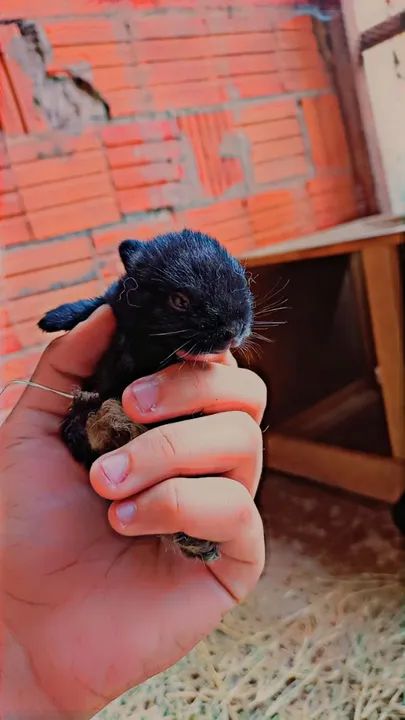 Coelho Netherland menor do planeta? - Foto 2