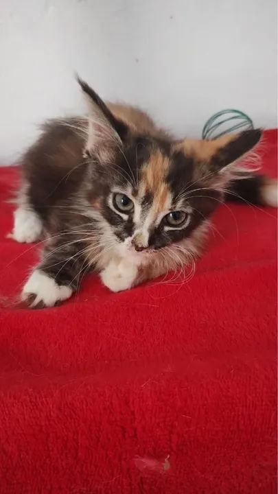 Maine conn parcele em até 10x - Foto 3