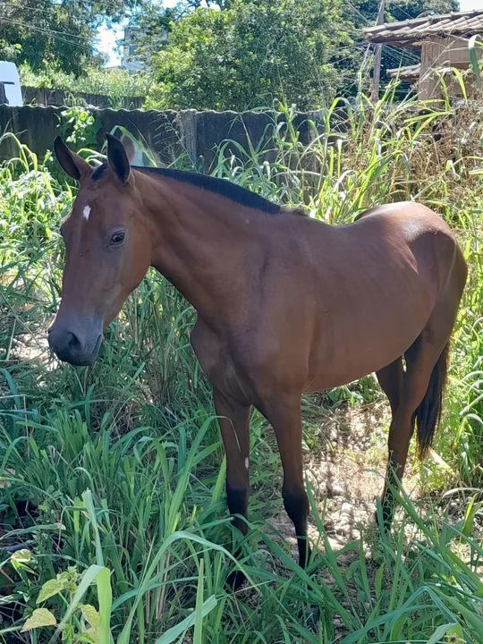 Egua piquira com sela e arreio - Foto 2