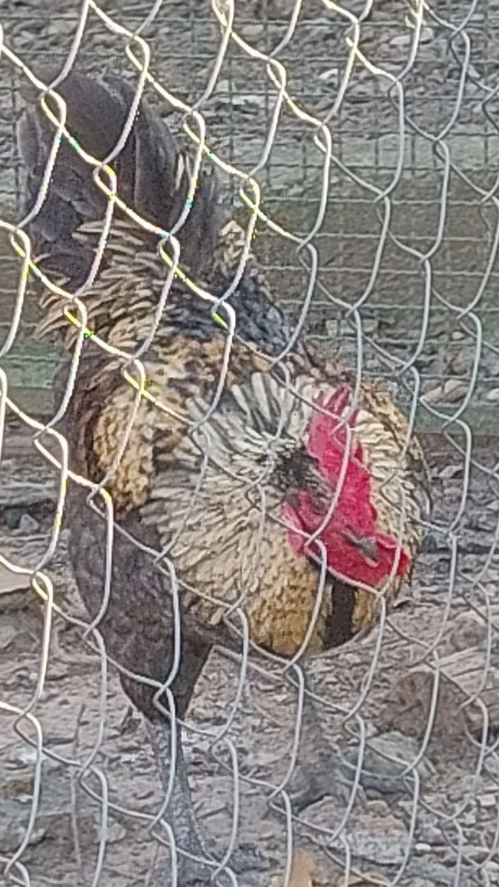 Galos raça grés sendré belíssimos  - Foto 4