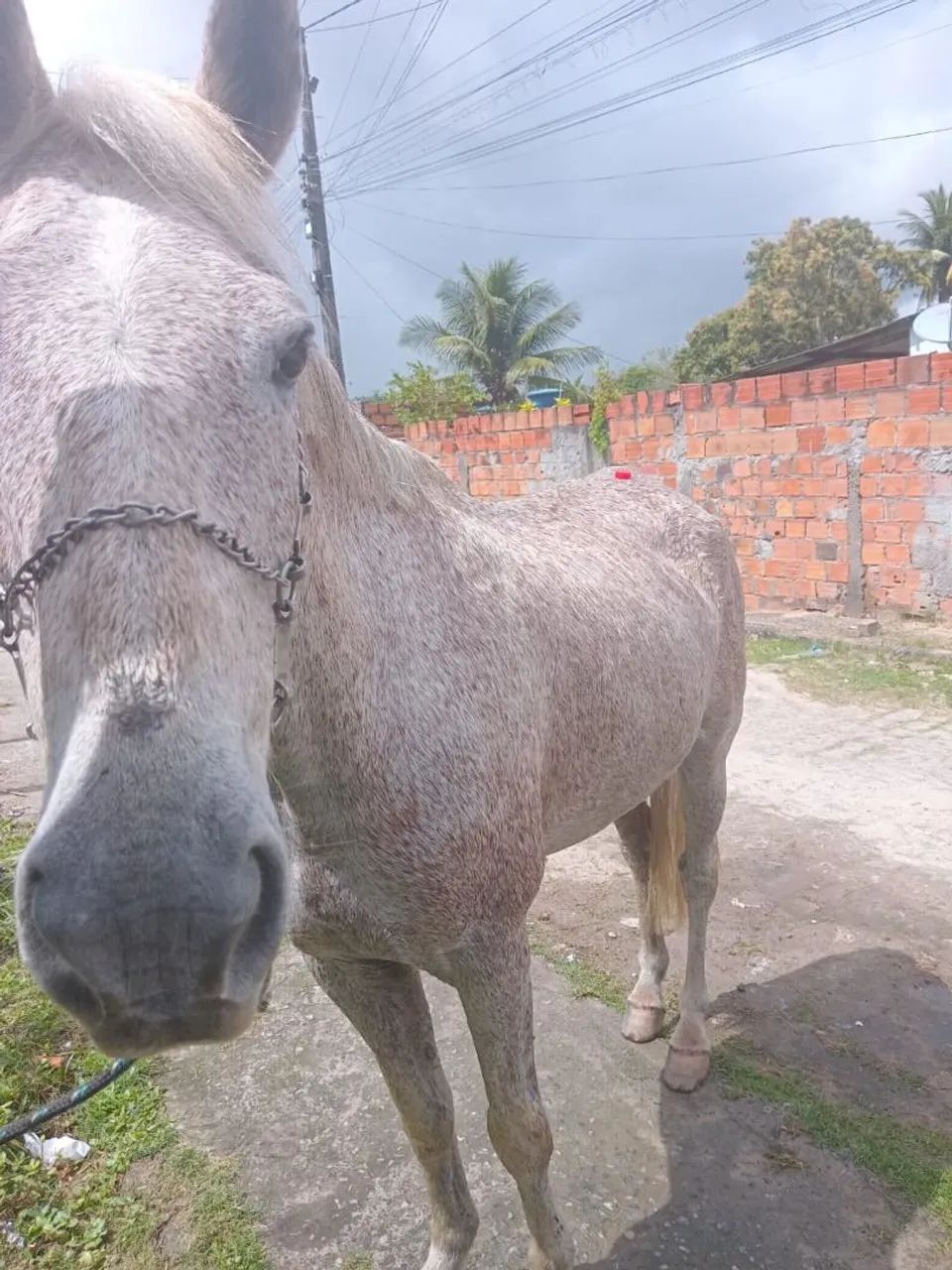 Vendo um cavalo 